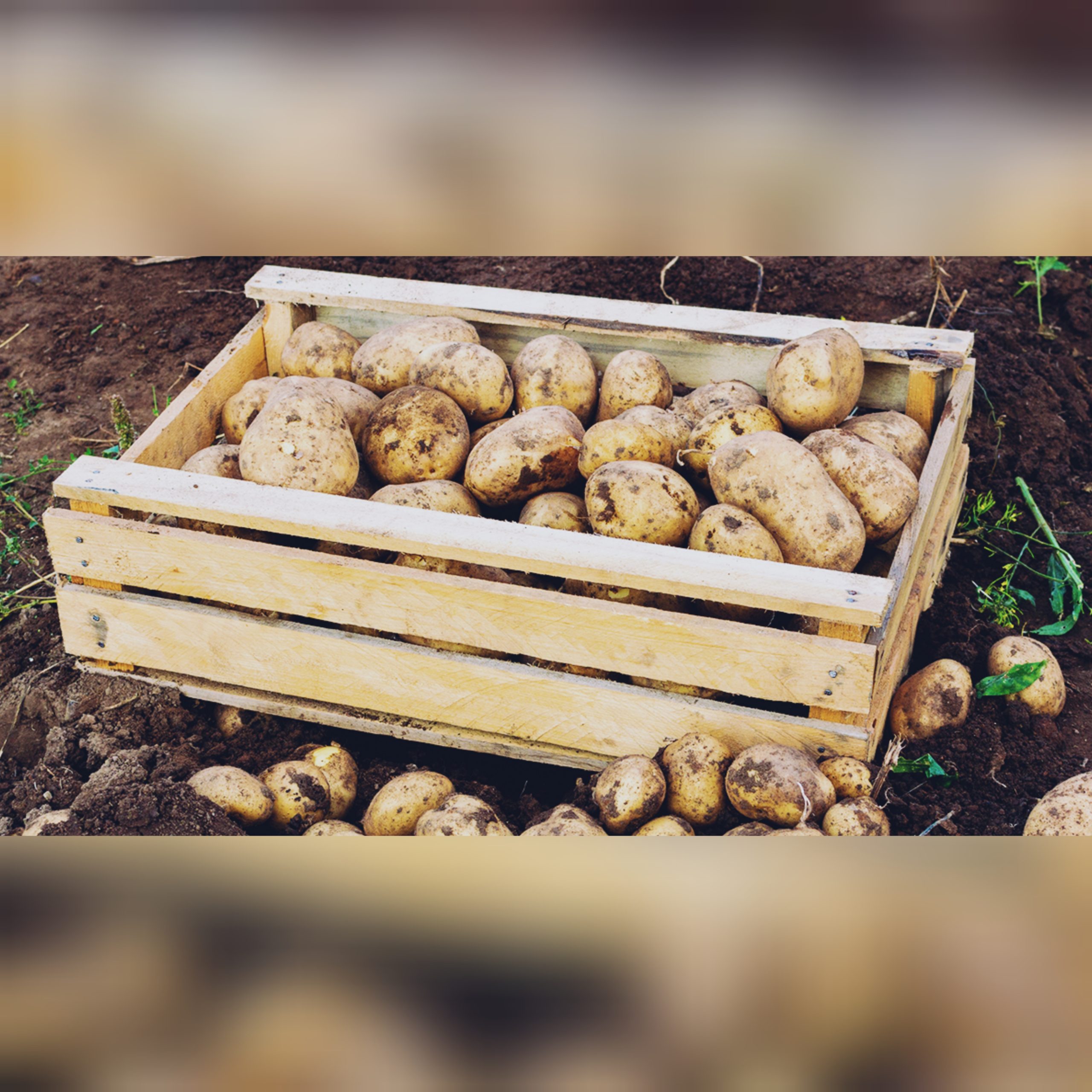 неделя без холодильника опасен ли картофель